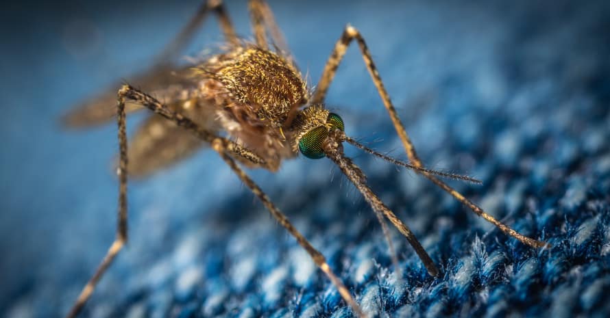 Mosquito on a blue blanket