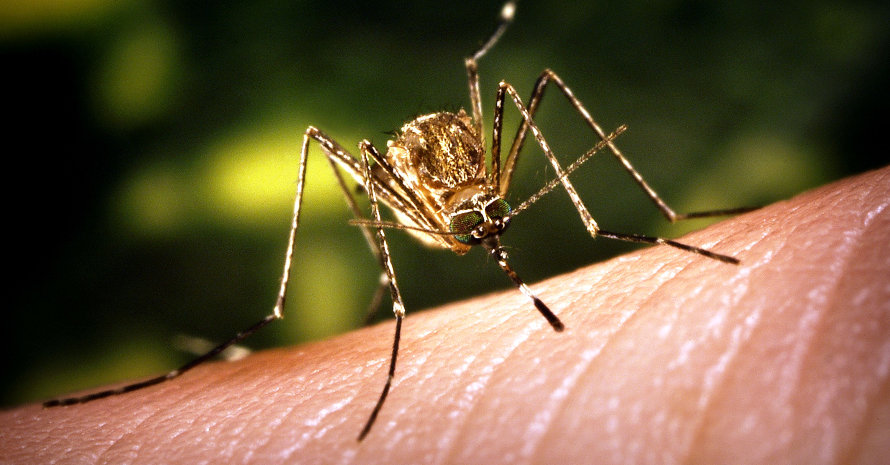 Mosquito sucks blood from a finger