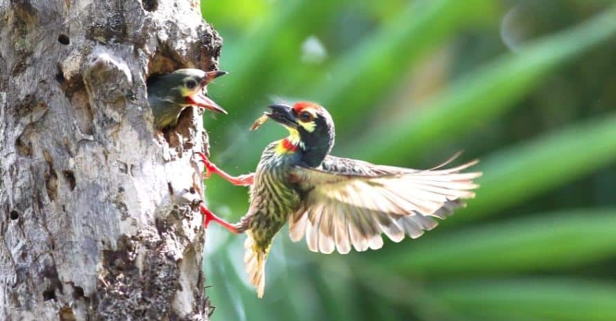Mother Bird feeding flapper