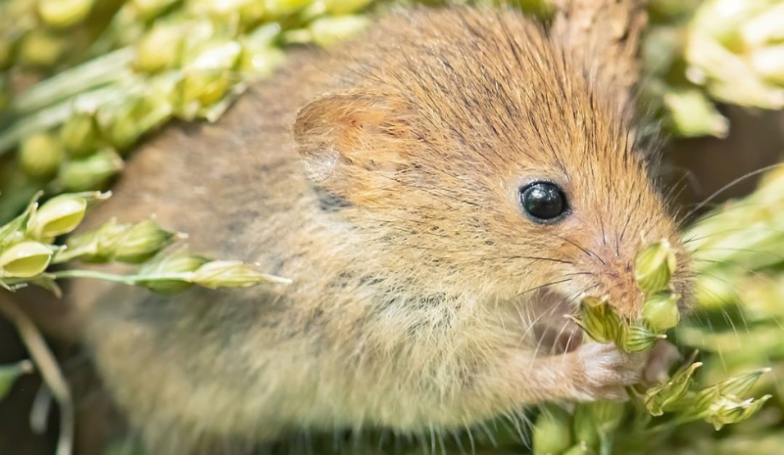 How to Scare Mice Away With Noise: Best Tips