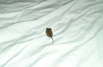 Mouse in the bed