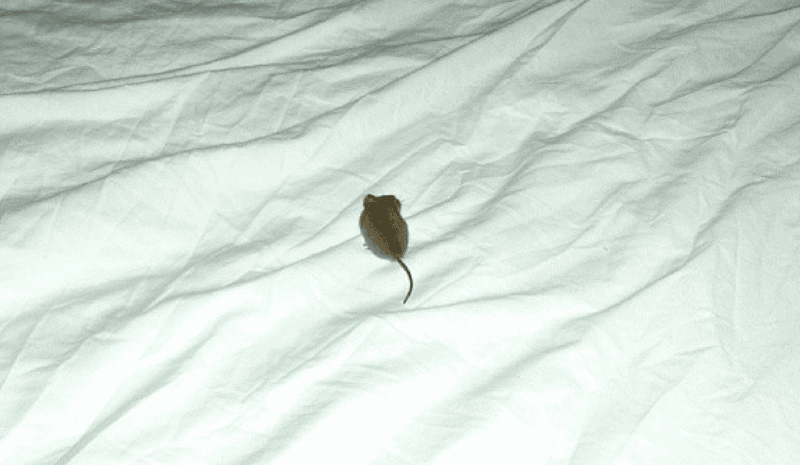 Mouse in the bed