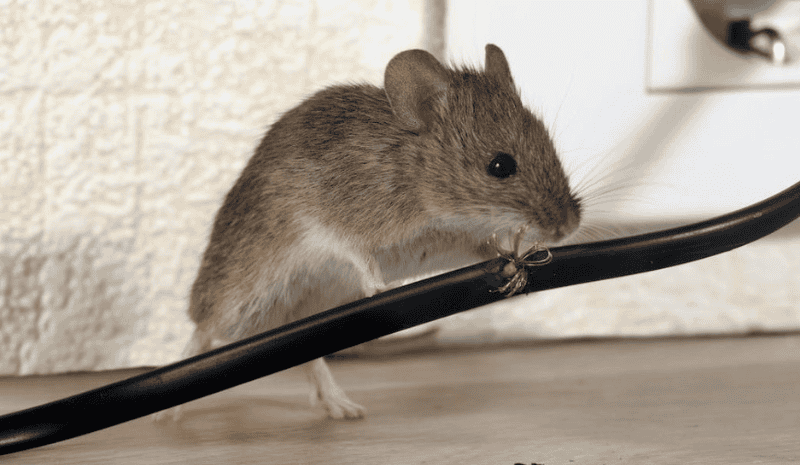 Mouse and spider on the wire