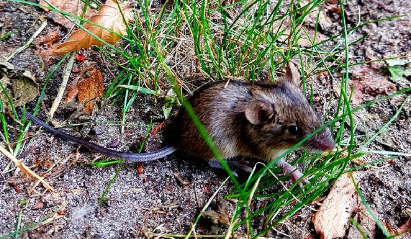 Brown mouse in the grass