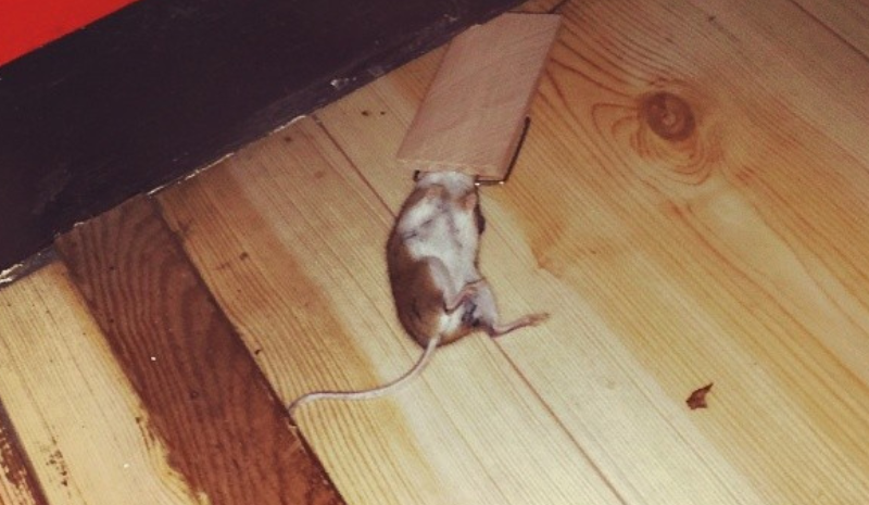 Mouse in trap