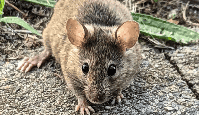 Mouse on rocks