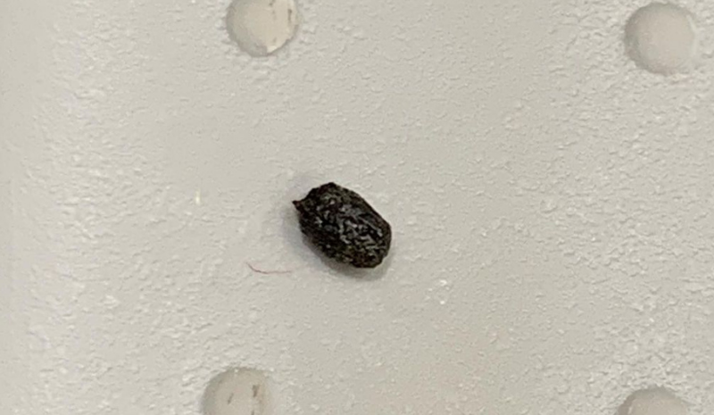 Mouse poop in the white background
