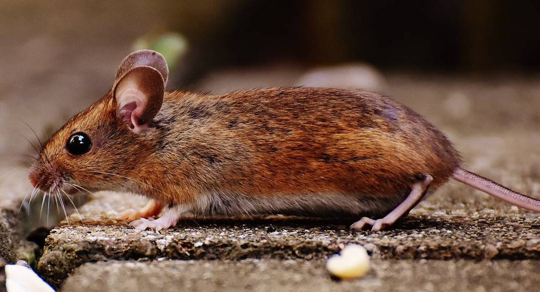 Mouse to Die After Eating Poison