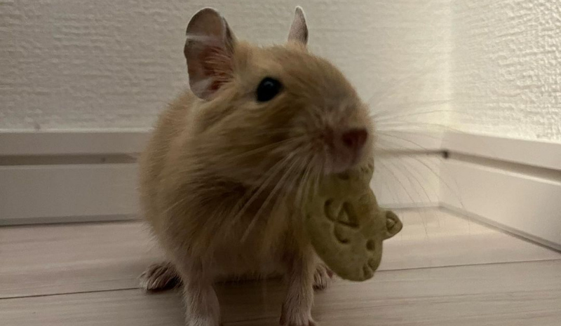 Mouse with cookie in the room