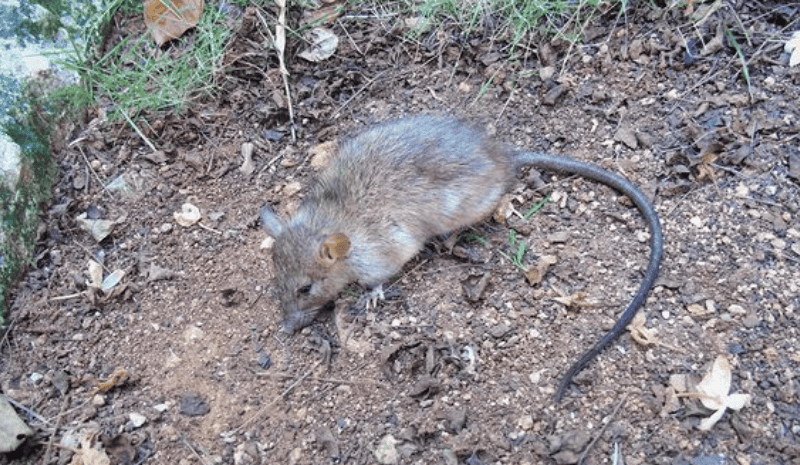 Grey mouse on the ground