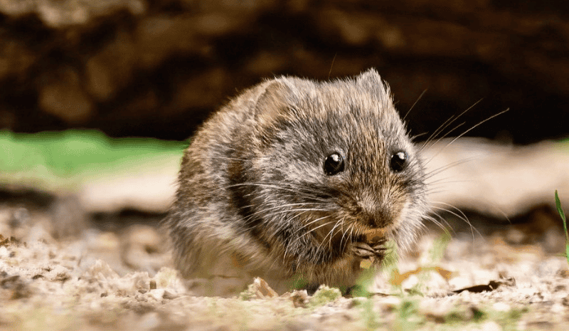 Mouse in nature