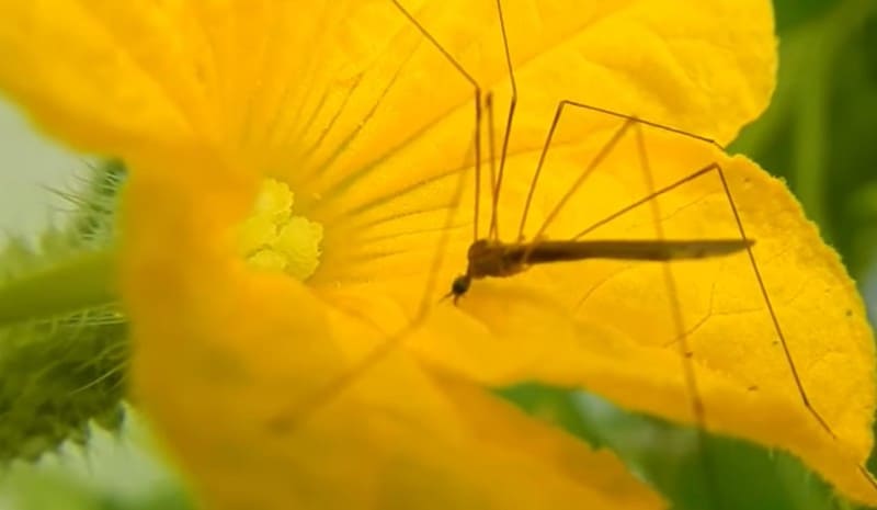 Natural Remedies for Eliminating Mosquitoes