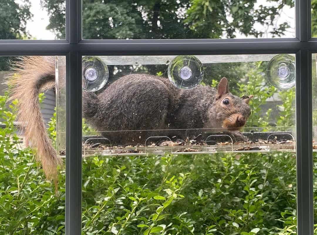 Nature's Hangout Clear Window Bird Feeder