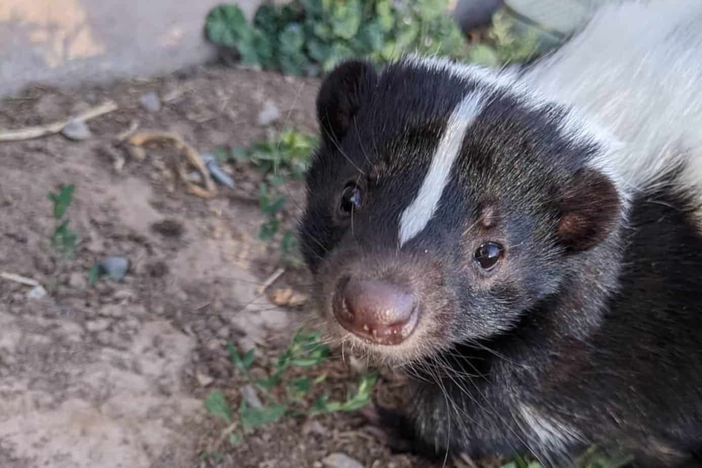 Do Skunks Live Underground? Typical Places for Skunks’ Dens