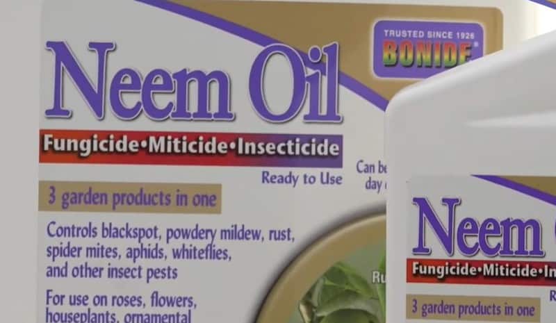 Neem oil bonide 