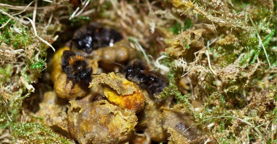 Nest of wild bumblebees