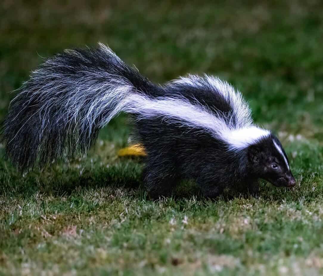 Big Skunk