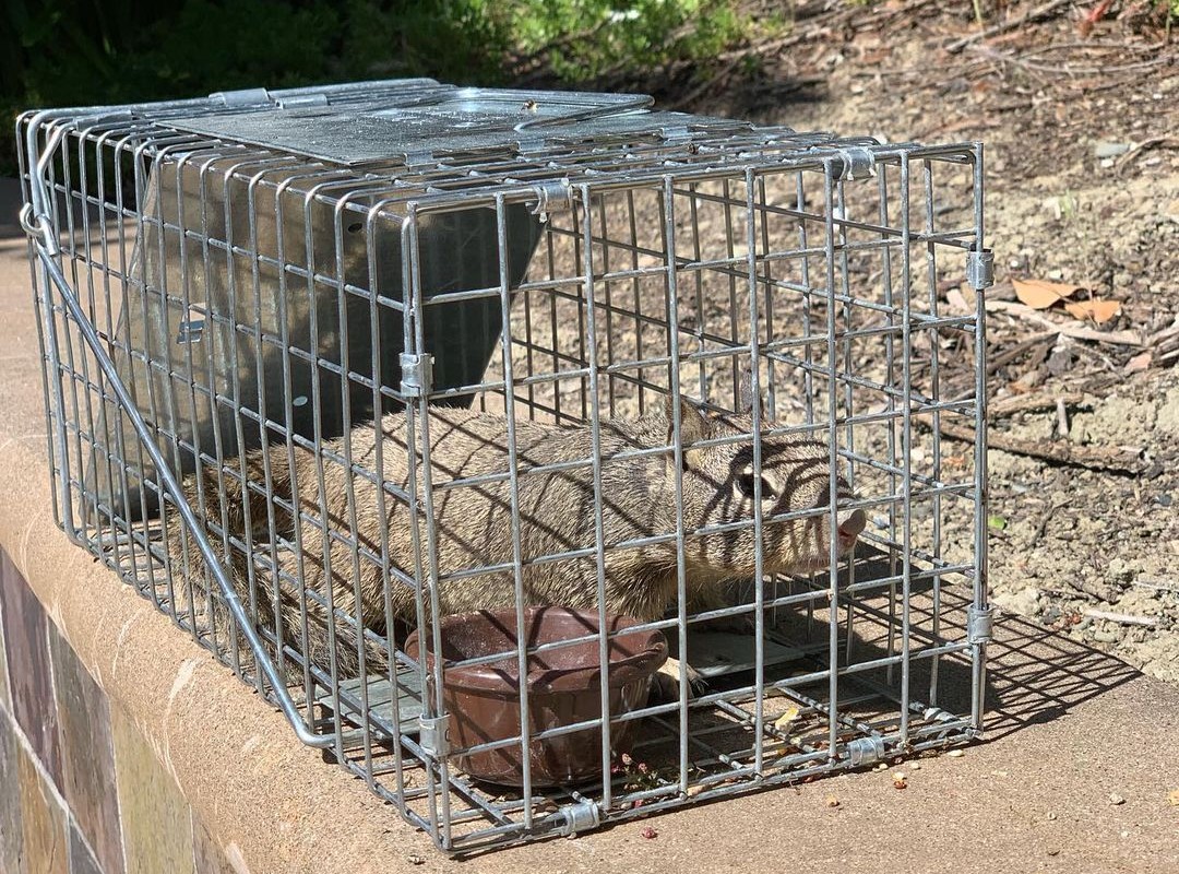One-Door Animal Trap for Squirrel