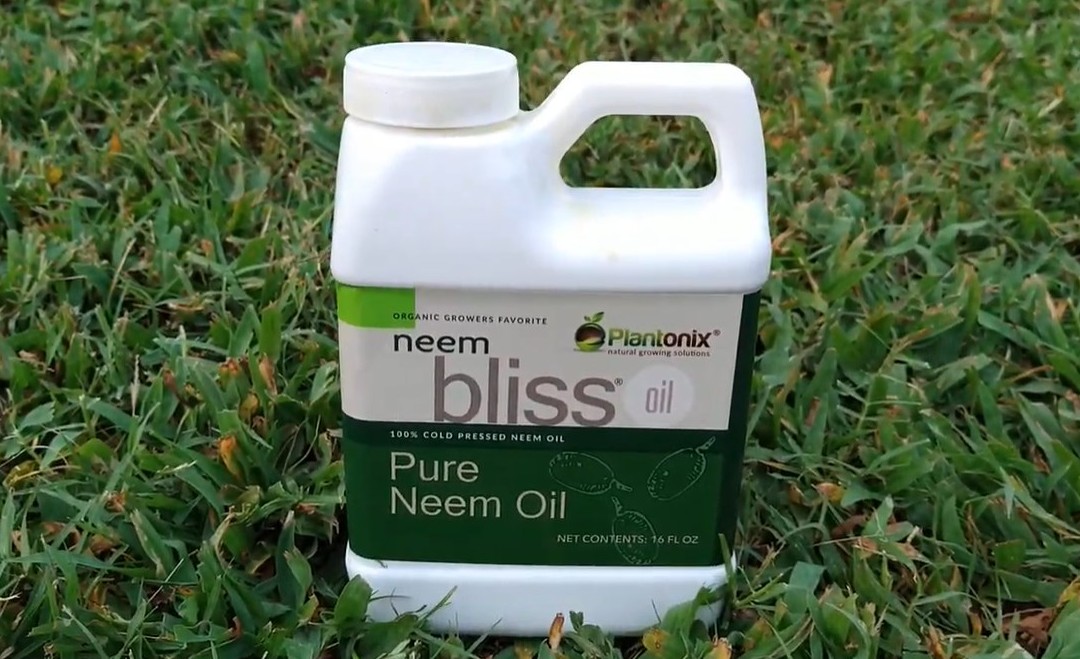 Organic Neem Bliss 100% Pure