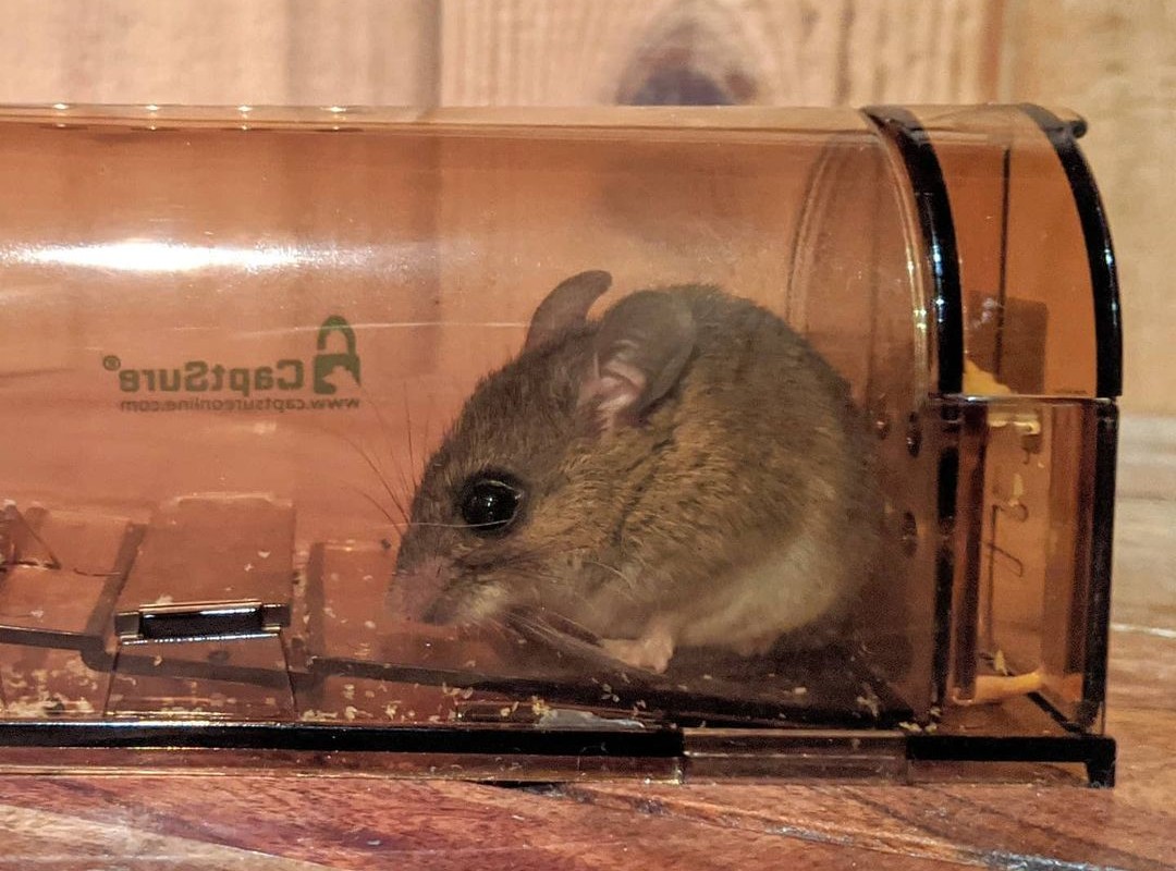  Original Humane Mouse Traps CaptSure