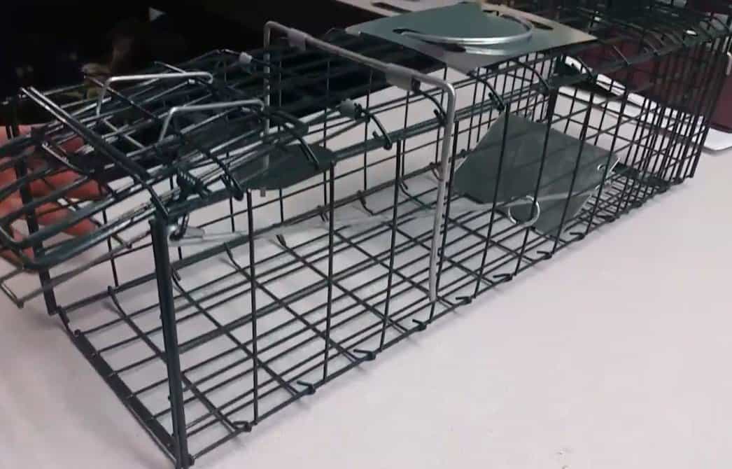 OxGord Live Animal Trap Designed for Large Possums