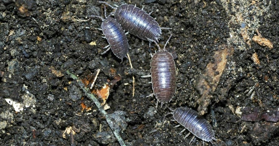 PILL-BUGS-FORAGING