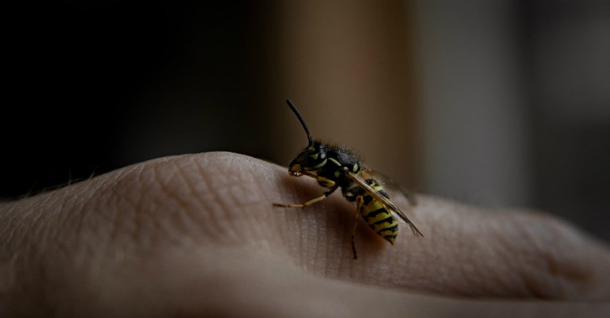 Paper wasp on human hand