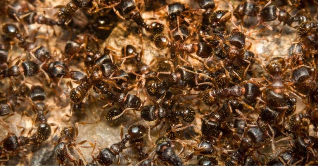 Most Common Ants in the USA: All Information for 2022