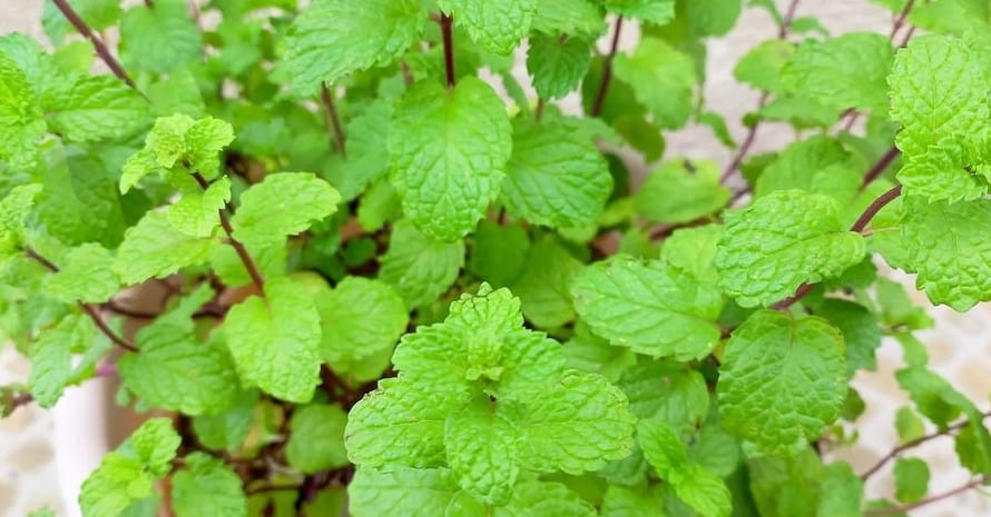 Peppermint Essential Oil