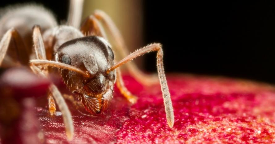 Pharaoh ant on peony