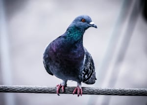 Pigeon on a cable