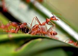 Plants That Repel Ants