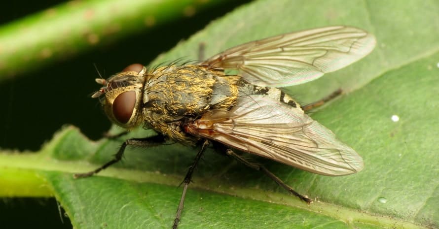 How To Get Rid Of Cluster Flies Control Prevention Guide