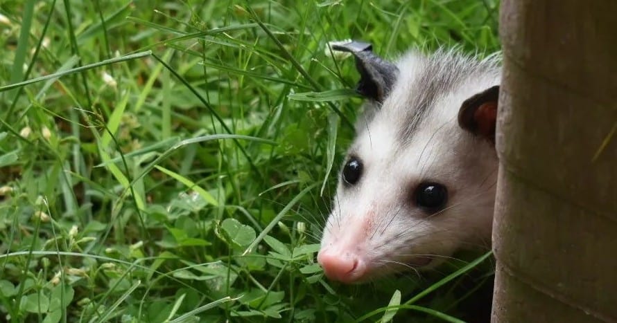 Possums Identification