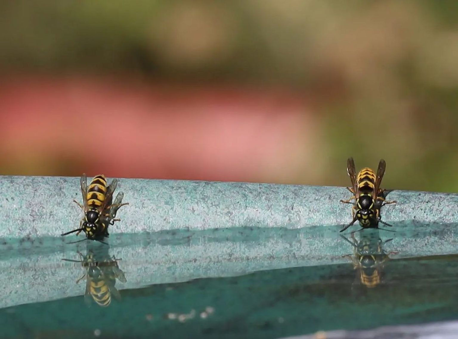 How to Get Rid of Wasps Safely Control & Prevention Guide