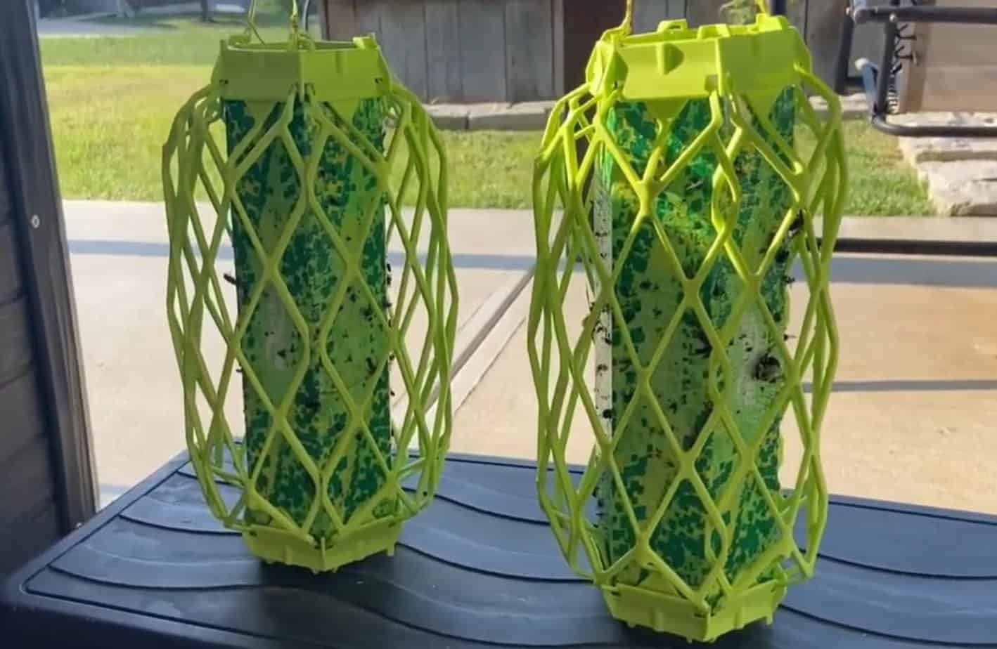 5 Best Wasp and Hornet Traps in 2025 [Detailed Reviews]