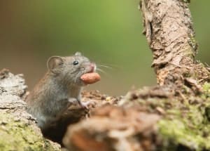 rat in the forest eating snack