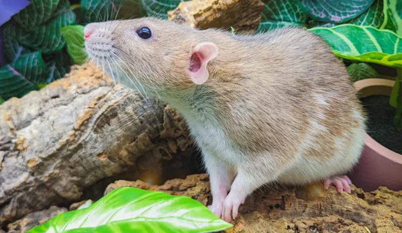Rat in natural environment
