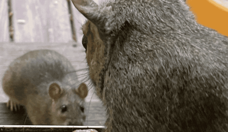 Squirrel glare at rat