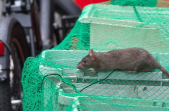 Rat on the rubbish bin