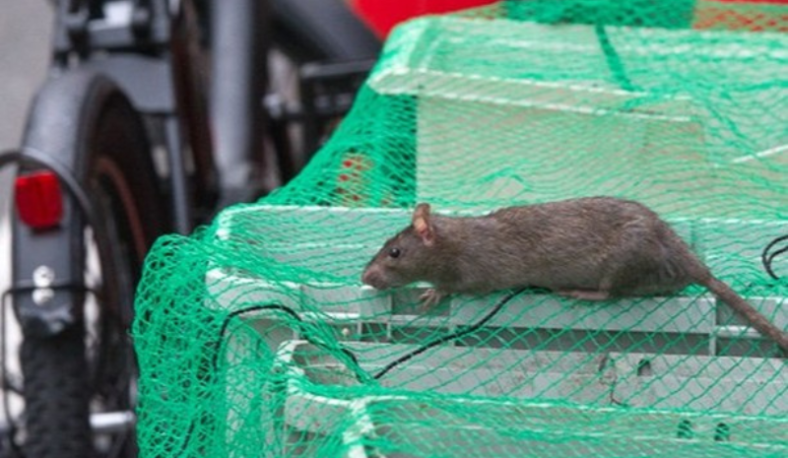 Rat on the rubbish bin