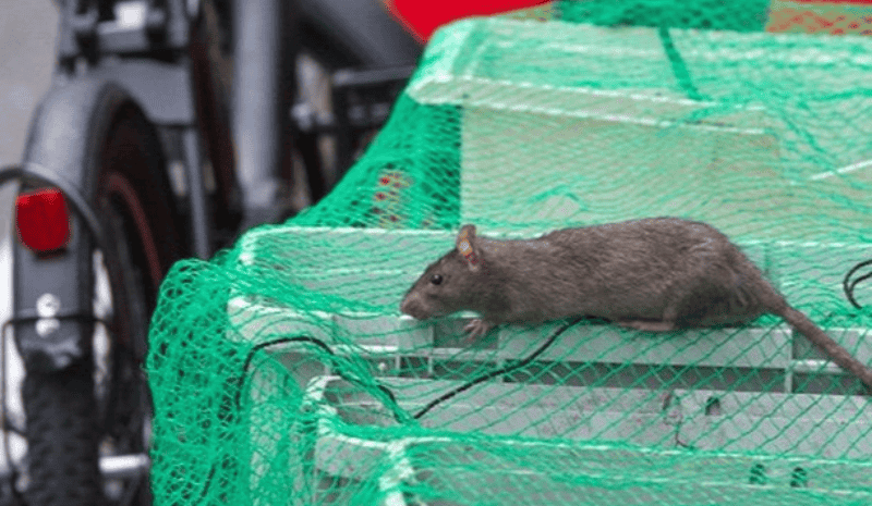 Rat on the rubbish bin