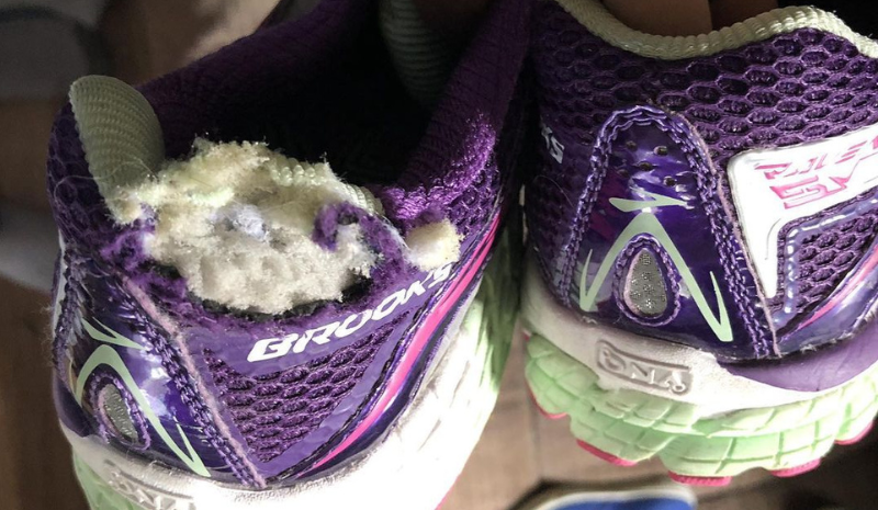 Rat bites on the trainers