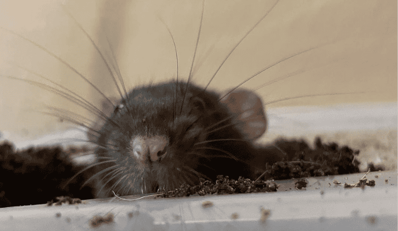 Rat in the ground