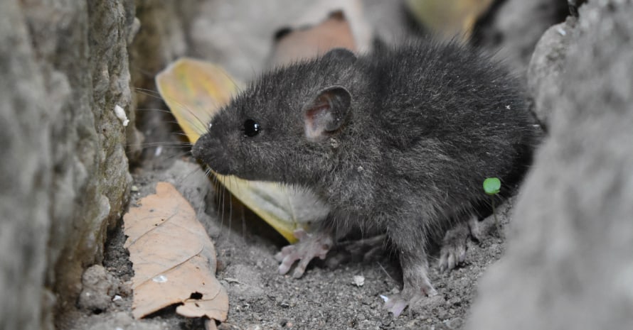 Plano Homeowners' Handy Guide To Roof Rat Control