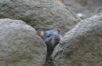 Rat in the rocks