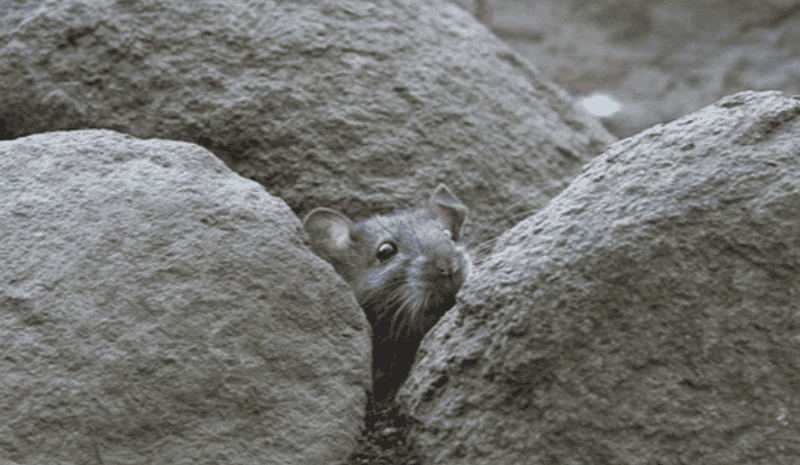 Rat in the rocks