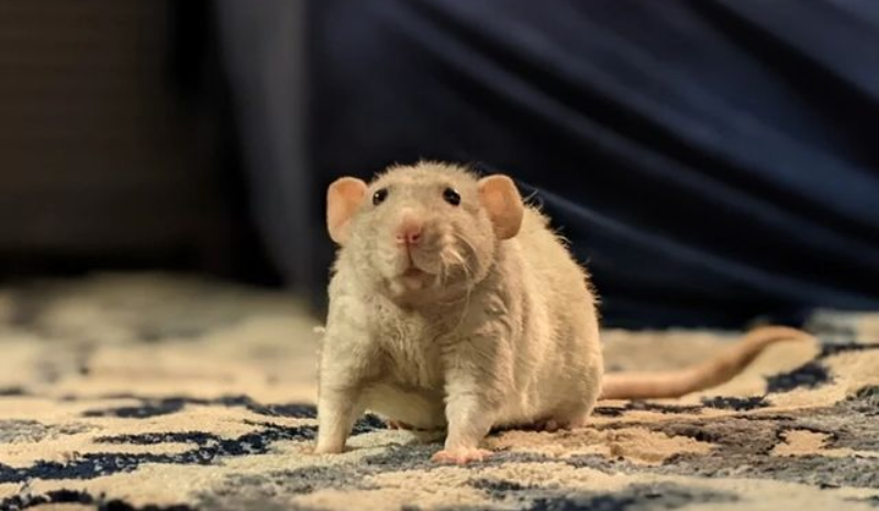Rat on the carpet