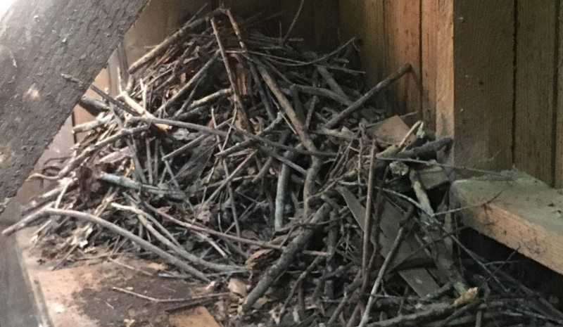 Rat nest from wooden branches