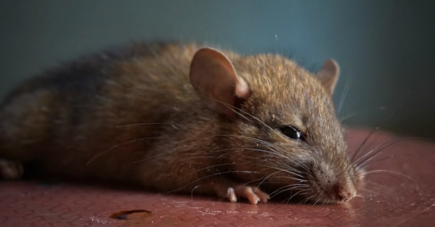 Rat on a plastic chest of drawers